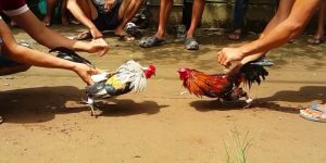 Đá Gà 88 - Trải Nghiệm Những Trận Đấu Khốc Liệt, Cực Hấp Dẫn Trải Nghiệm Đá Gà 88 - Những Trận Đấu Khốc Liệt, Cực Hấp Dẫn