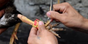 5+ Bí Quyết Đá Gà Cựa Dao Của Những Tay Chơi Lâu Năm 5+ Bí Quyết Đá Gà Cựa Dao Của Những Tay Chơi Lâu Năm